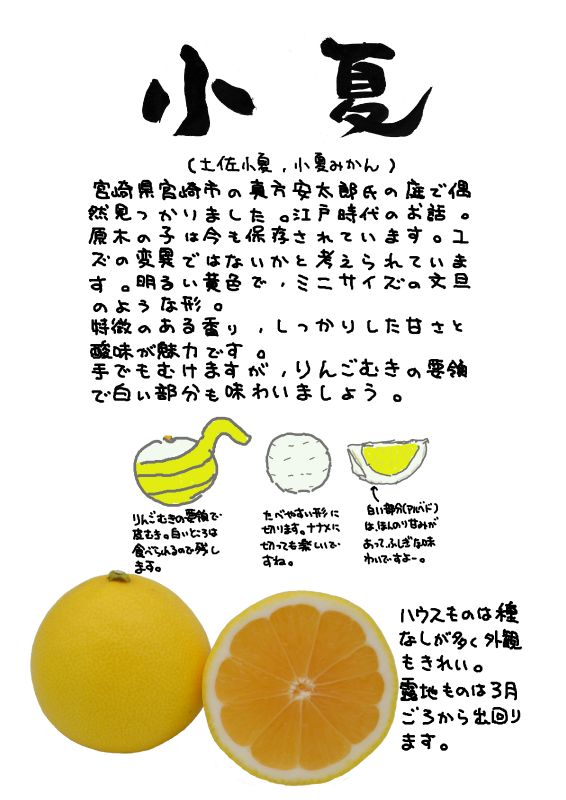 小夏　土佐小夏｜心にチクっとささるワードで作る「ちくわPOP（ちくわぽっぷ）」｜農産物直売所やスーパーの青果売り場の活性化に！農に特化したPOPが無料!!