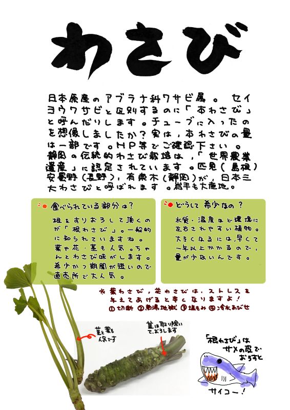 わさび　根わさび｜心にチクっとささるワードで作る「ちくわPOP（ちくわぽっぷ）」｜農産物直売所やスーパーの青果売り場の活性化に！農に特化したPOPが無料!!