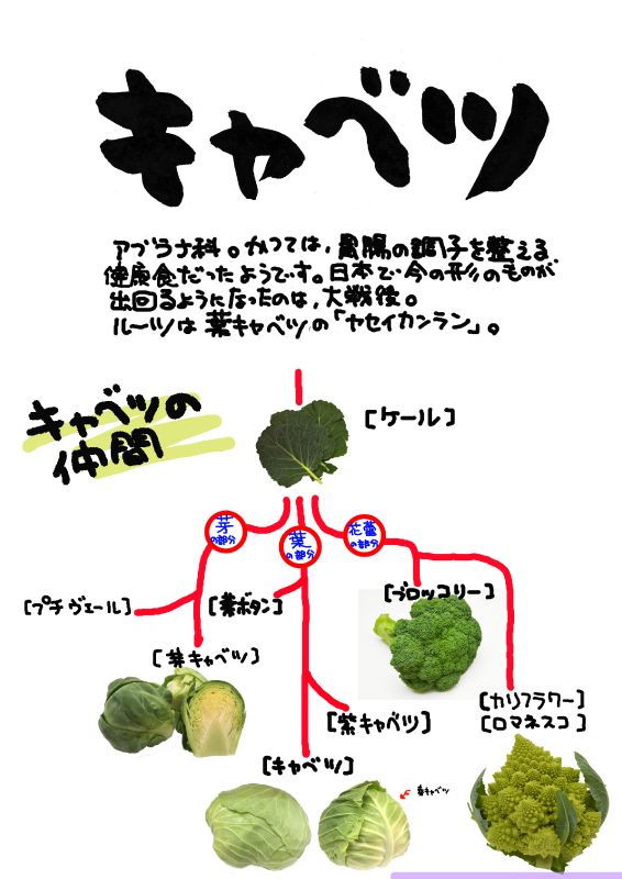 キャベツ｜心にチクっとささるワードで作る「ちくわPOP（ちくわぽっぷ）」｜農産物直売所やスーパーの青果売り場の活性化に！農に特化したPOPが無料!!