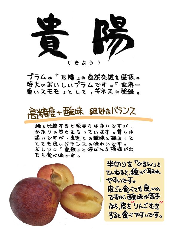 貴陽　プラム　すもも｜心にチクっとささるワードで作る「ちくわPOP（ちくわぽっぷ）」｜農産物直売所やスーパーの青果売り場の活性化に！農に特化したPOPが無料!!
