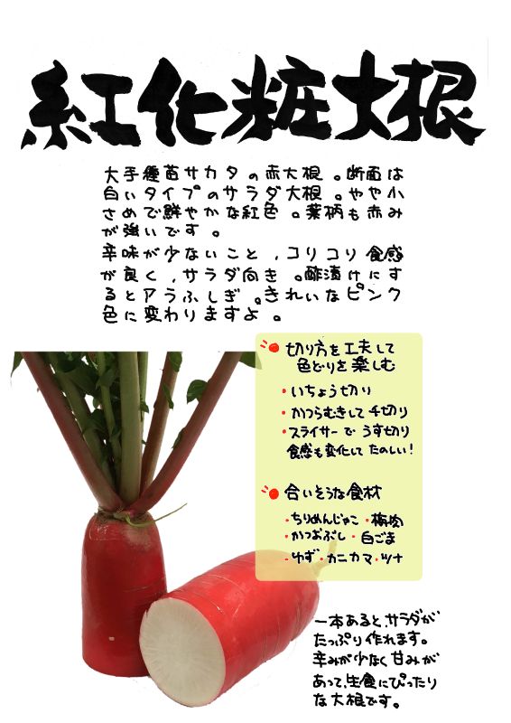 紅化粧大根｜心にチクっとささるワードで作る「ちくわPOP（ちくわぽっぷ）」｜農産物直売所やスーパーの青果売り場の活性化に！農に特化したPOPが無料!!