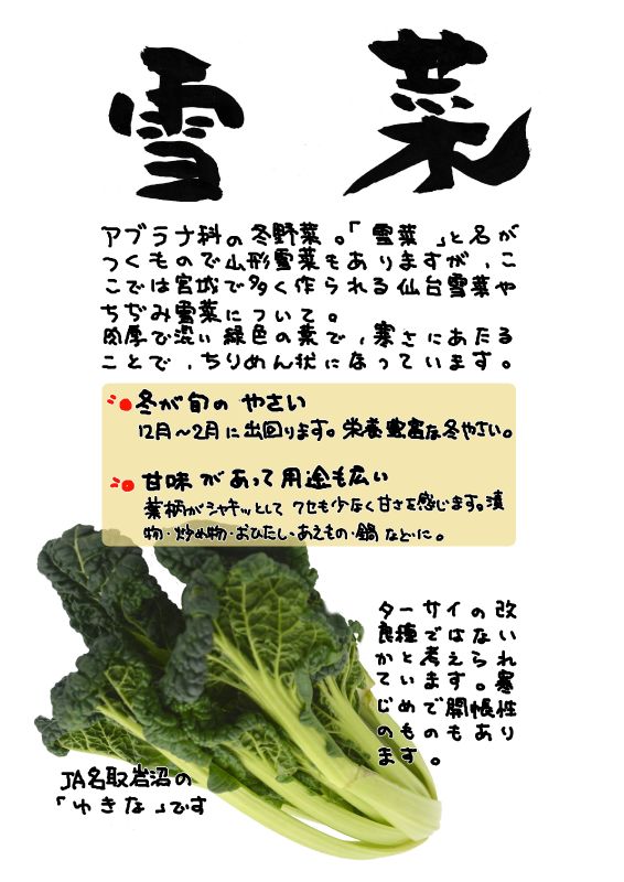 雪菜　仙台雪菜　ちぢみ雪菜｜心にチクっとささるワードで作る「ちくわPOP（ちくわぽっぷ）」｜農産物直売所やスーパーの青果売り場の活性化に！農に特化したPOPが無料!!