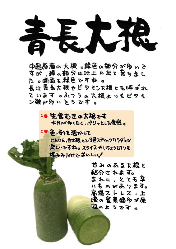 青長大根　ビタミン大根｜心にチクっとささるワードで作る「ちくわPOP（ちくわぽっぷ）」｜農産物直売所やスーパーの青果売り場の活性化に！農に特化したPOPが無料!!