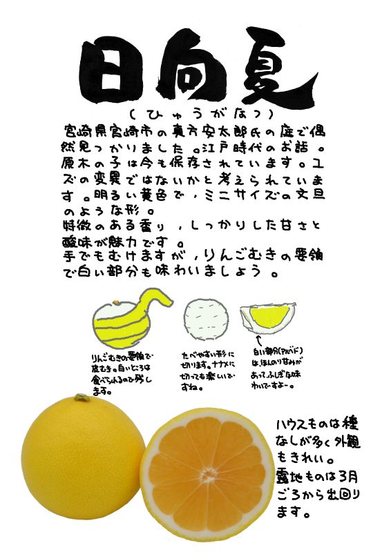 日向夏｜心にチクっとささるワードで作る「ちくわPOP（ちくわぽっぷ）」｜農産物直売所やスーパーの青果売り場の活性化に！農に特化したPOPが無料!!