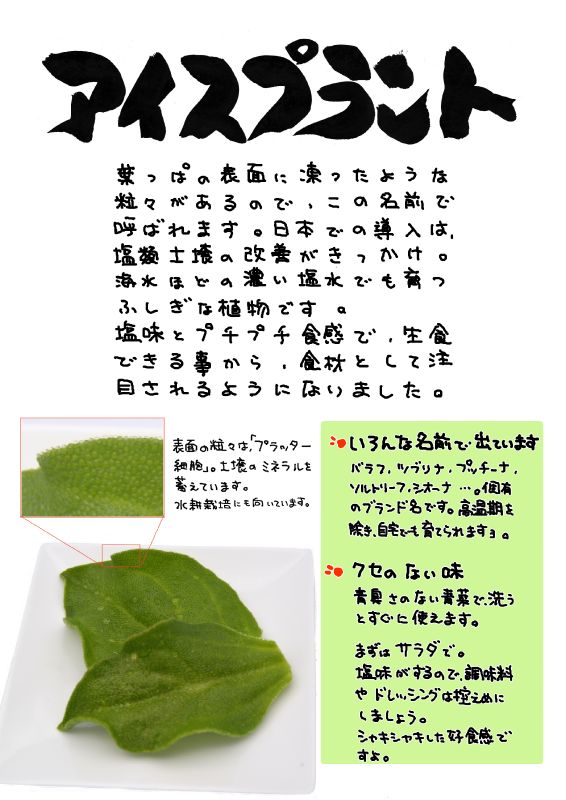 アイスプラント｜心にチクっとささるワードで作る「ちくわPOP（ちくわぽっぷ）」｜農産物直売所やスーパーの青果売り場の活性化に！農に特化したPOPが無料!!