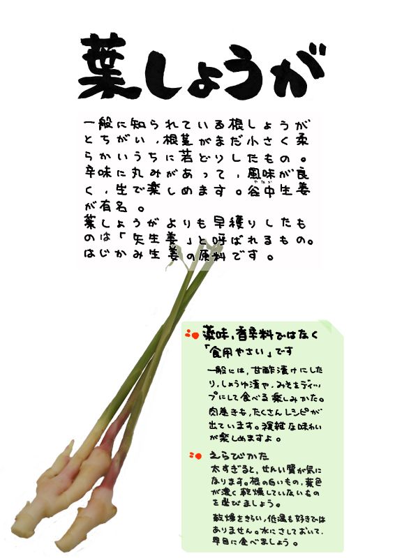 葉しょうが　葉生姜｜心にチクっとささるワードで作る「ちくわPOP（ちくわぽっぷ）」｜農産物直売所やスーパーの青果売り場の活性化に！農に特化したPOPが無料!!