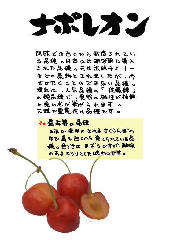 ナポレオン　さくらんぼ　Napoléon｜心にチクっとささるワードで作る「ちくわPOP（ちくわぽっぷ）」｜農産物直売所やスーパーの青果売り場の活性化に！農に特化したPOPが無料!!