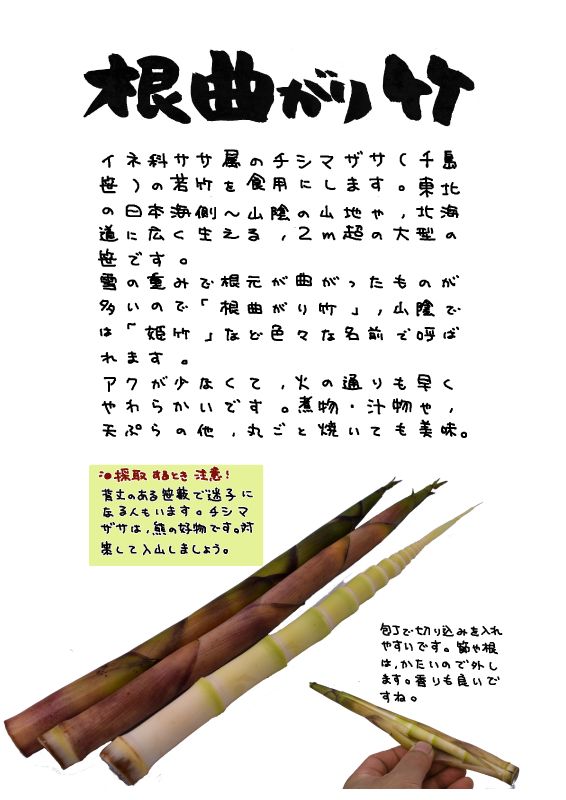 根曲がり竹　チシマザサ｜心にチクっとささるワードで作る「ちくわPOP（ちくわぽっぷ）」｜農産物直売所やスーパーの青果売り場の活性化に！農に特化したPOPが無料!!