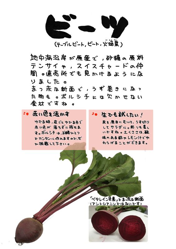 ビーツ　table beet beetroot  red beet｜心にチクっとささるワードで作る「ちくわPOP（ちくわぽっぷ）」｜農産物直売所やスーパーの青果売り場の活性化に！農に特化したPOPが無料!!