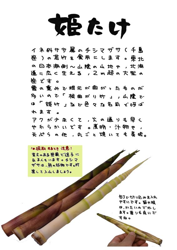 姫竹　姫たけ　チシマザサ｜心にチクっとささるワードで作る「ちくわPOP（ちくわぽっぷ）」｜農産物直売所やスーパーの青果売り場の活性化に！農に特化したPOPが無料!!