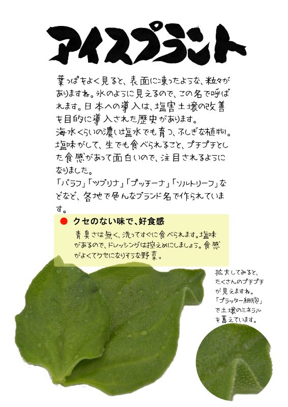 アイスプラントice plant T｜心にチクっとささるワードで作る「ちくわPOP（ちくわぽっぷ）」｜農産物直売所やスーパーの青果売り場の活性化に！農に特化したPOPが無料!!
