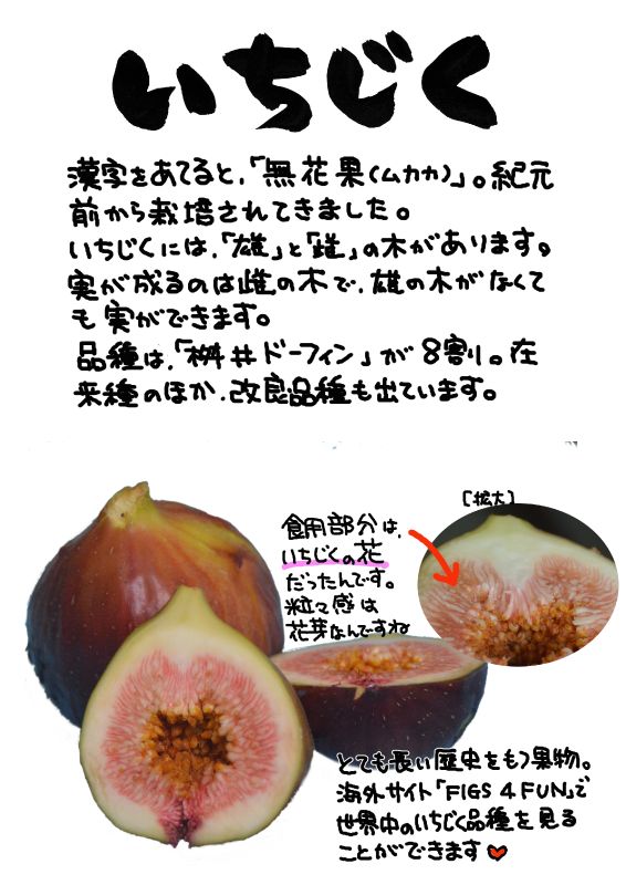 いちじく　無花果｜心にチクっとささるワードで作る「ちくわPOP（ちくわぽっぷ）」｜農産物直売所やスーパーの青果売り場の活性化に！農に特化したPOPが無料!!