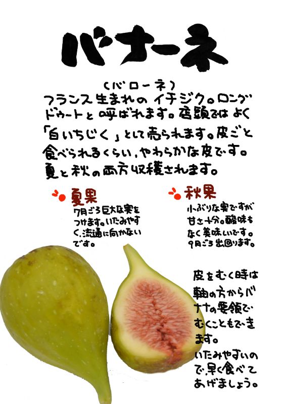 バナーネ　バローネ　白いちじく｜心にチクっとささるワードで作る「ちくわPOP（ちくわぽっぷ）」｜農産物直売所やスーパーの青果売り場の活性化に！農に特化したPOPが無料!!