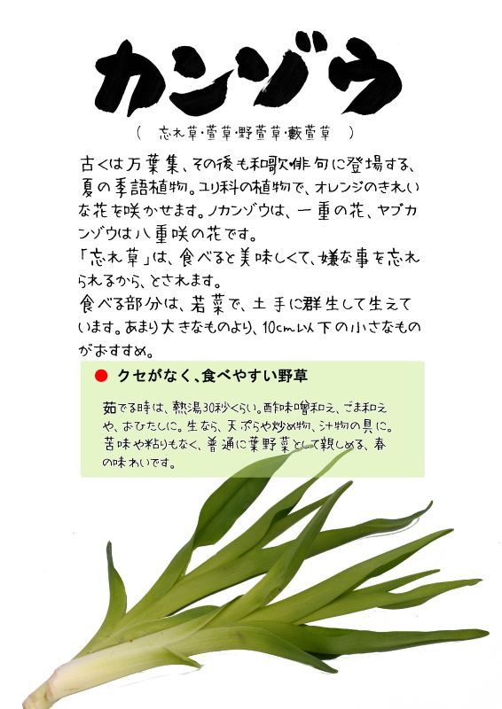 カンゾウ　野萱草　藪萱草　忘れ草TX｜心にチクっとささるワードで作る「ちくわPOP（ちくわぽっぷ）」｜農産物直売所やスーパーの青果売り場の活性化に！農に特化したPOPが無料!!
