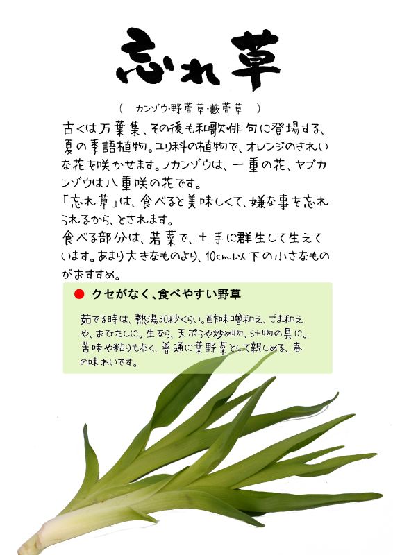 忘れ草　カンゾウ　野萱草　藪萱草TX｜心にチクっとささるワードで作る「ちくわPOP（ちくわぽっぷ）」｜農産物直売所やスーパーの青果売り場の活性化に！農に特化したPOPが無料!!