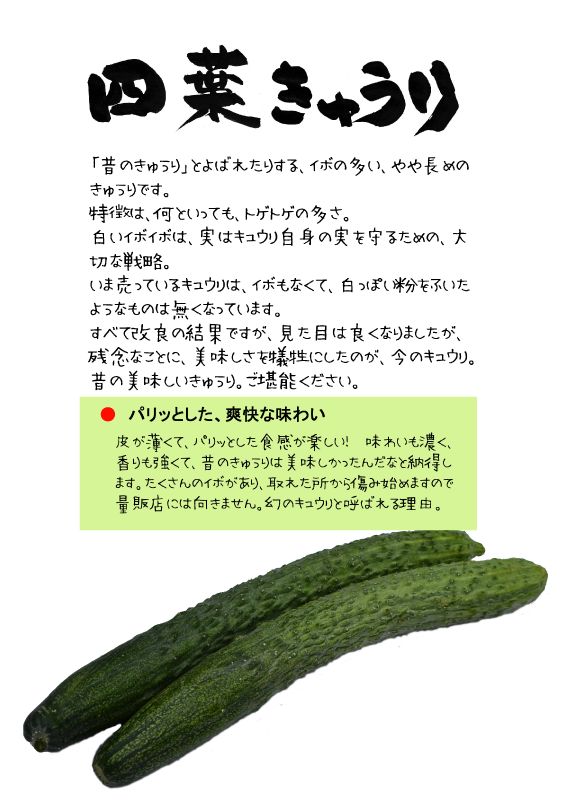 四葉きゅうり　すーよーきゅうり　TX｜心にチクっとささるワードで作る「ちくわPOP（ちくわぽっぷ）」｜農産物直売所やスーパーの青果売り場の活性化に！農に特化したPOPが無料!!