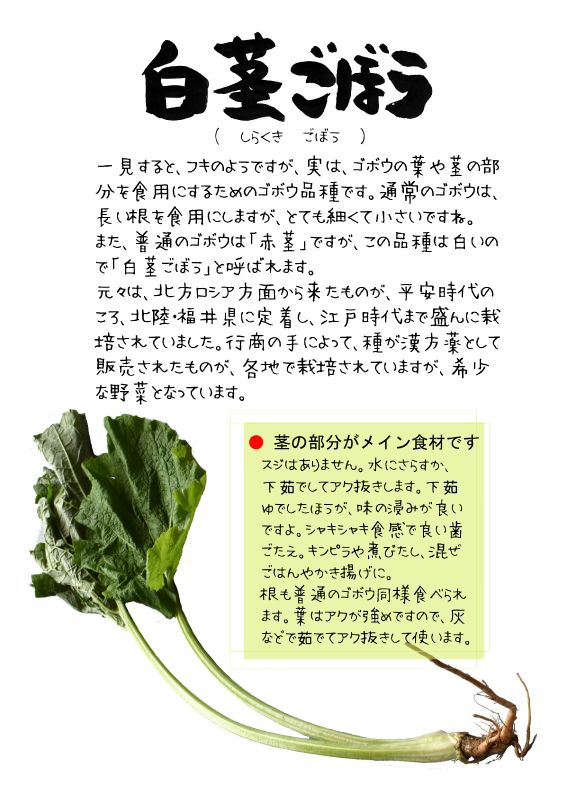 白茎ごぼう　TX｜心にチクっとささるワードで作る「ちくわPOP（ちくわぽっぷ）」｜農産物直売所やスーパーの青果売り場の活性化に！農に特化したPOPが無料!!