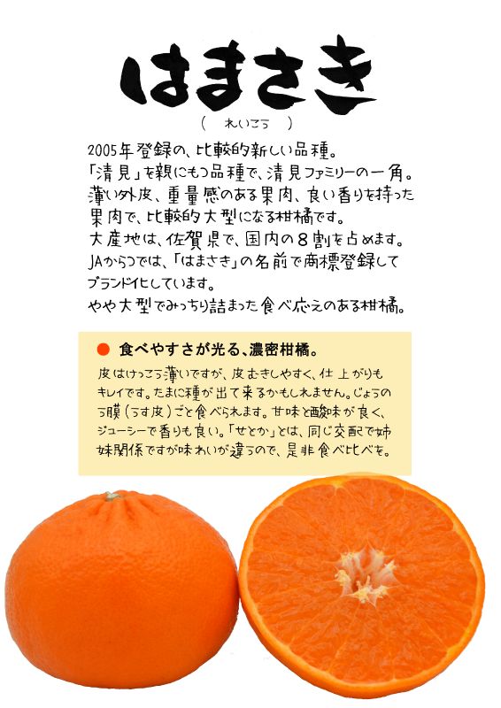 はまさき　麗紅　　柑橘　唐津農協TX｜心にチクっとささるワードで作る「ちくわPOP（ちくわぽっぷ）」｜農産物直売所やスーパーの青果売り場の活性化に！農に特化したPOPが無料!!