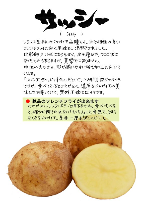 サッシー　sassy ジャガイモ　TX｜心にチクっとささるワードで作る「ちくわPOP（ちくわぽっぷ）」｜農産物直売所やスーパーの青果売り場の活性化に！農に特化したPOPが無料!!