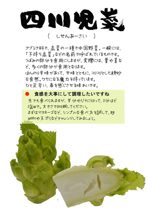 四川児菜　しせんあーさい　子持ち高菜TX｜心にチクっとささるワードで作る「ちくわPOP（ちくわぽっぷ）」｜農産物直売所やスーパーの青果売り場の活性化に！農に特化したPOPが無料!!