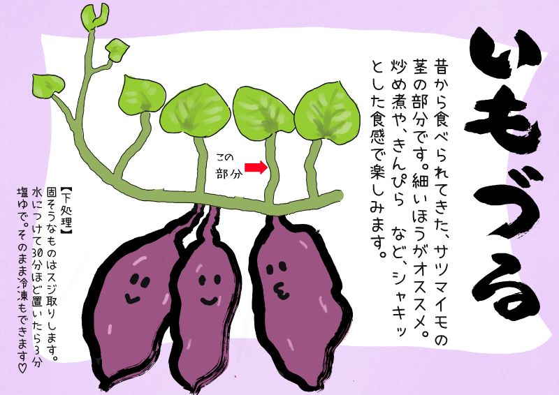 いもづる　芋蔓　サツマイモの茎　TX｜心にチクっとささるワードで作る「ちくわPOP（ちくわぽっぷ）」｜農産物直売所やスーパーの青果売り場の活性化に！農に特化したPOPが無料!!