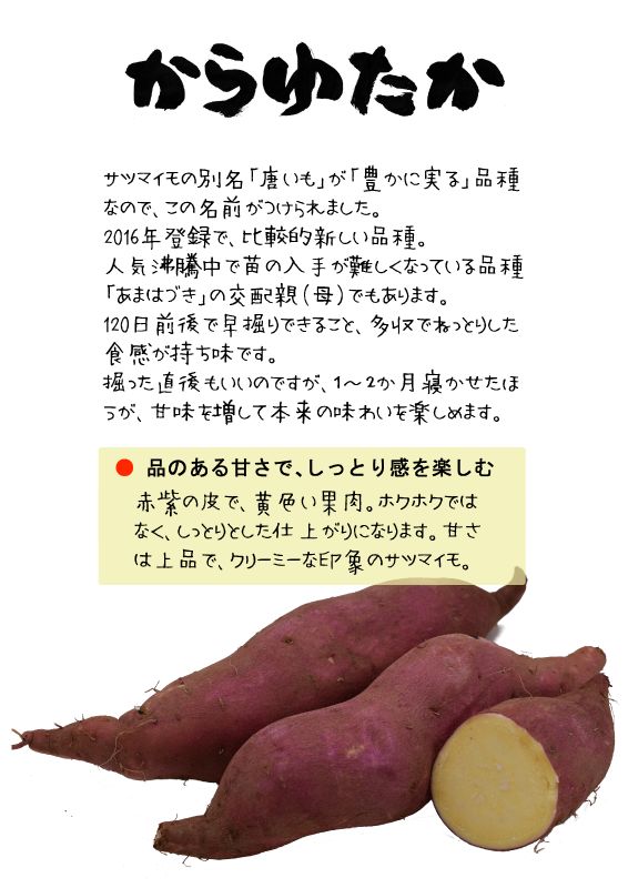からゆたか　サツマイモ　TX｜心にチクっとささるワードで作る「ちくわPOP（ちくわぽっぷ）」｜農産物直売所やスーパーの青果売り場の活性化に！農に特化したPOPが無料!!