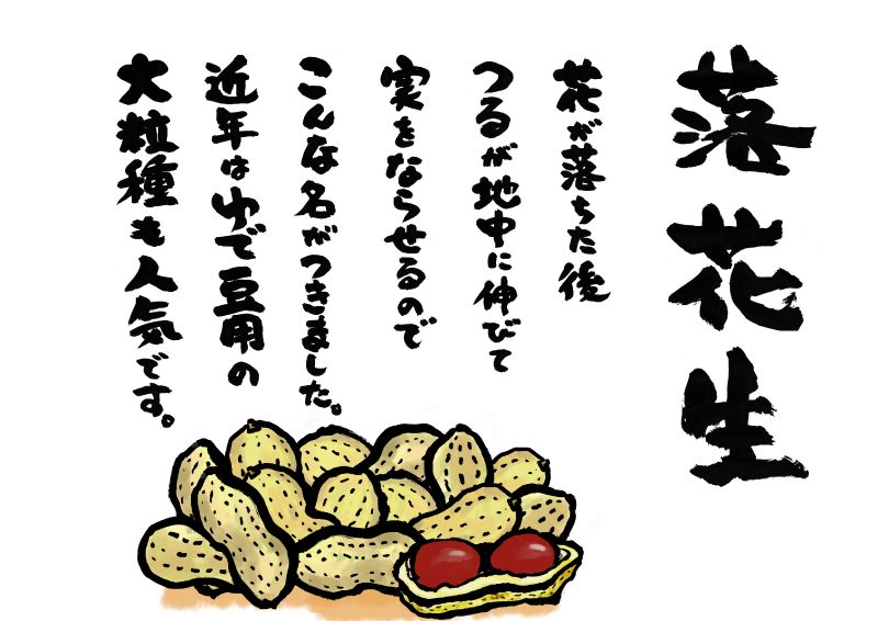 落花生　たて6行　筆｜心にチクっとささるワードで作る「ちくわPOP（ちくわぽっぷ）」｜農産物直売所やスーパーの青果売り場の活性化に！農に特化したPOPが無料!!