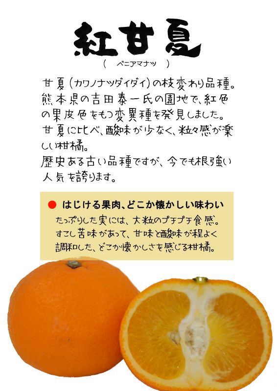 紅甘夏　べにあまなつ　TX｜心にチクっとささるワードで作る「ちくわPOP（ちくわぽっぷ）」｜農産物直売所やスーパーの青果売り場の活性化に！農に特化したPOPが無料!!