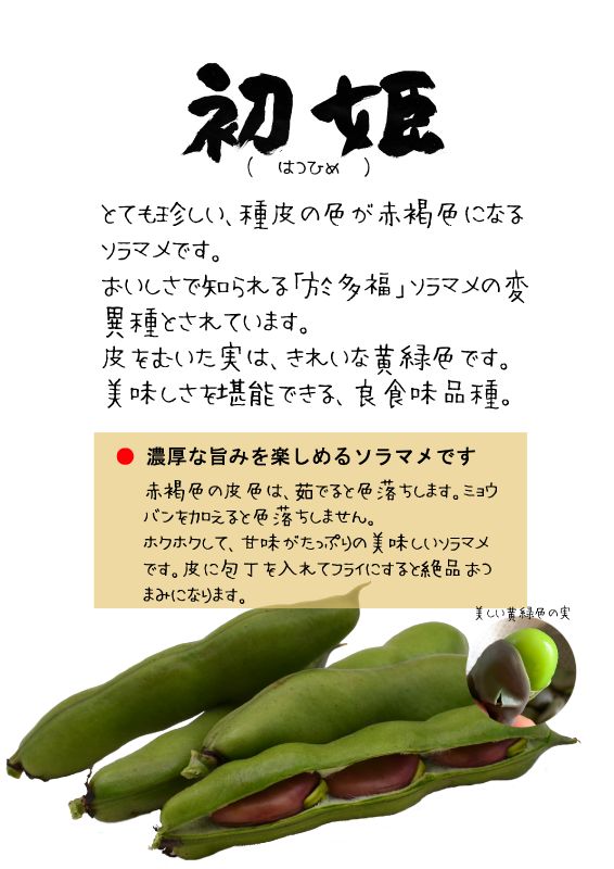 初姫　赤いそらまめ　TX｜心にチクっとささるワードで作る「ちくわPOP（ちくわぽっぷ）」｜農産物直売所やスーパーの青果売り場の活性化に！農に特化したPOPが無料!!