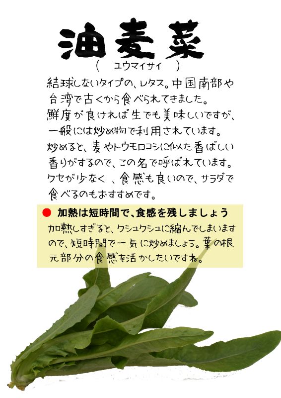 油麦菜　ユーマイサイ　ムギナ　TX｜心にチクっとささるワードで作る「ちくわPOP（ちくわぽっぷ）」｜農産物直売所やスーパーの青果売り場の活性化に！農に特化したPOPが無料!!