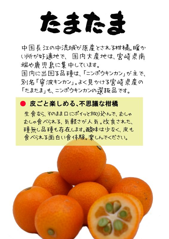 たまたま　きんかん　金柑｜心にチクっとささるワードで作る「ちくわPOP（ちくわぽっぷ）」｜農産物直売所やスーパーの青果売り場の活性化に！農に特化したPOPが無料!!