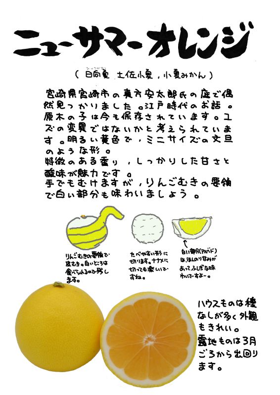 ニューサマーオレンジ｜心にチクっとささるワードで作る「ちくわPOP（ちくわぽっぷ）」｜農産物直売所やスーパーの青果売り場の活性化に！農に特化したPOPが無料!!