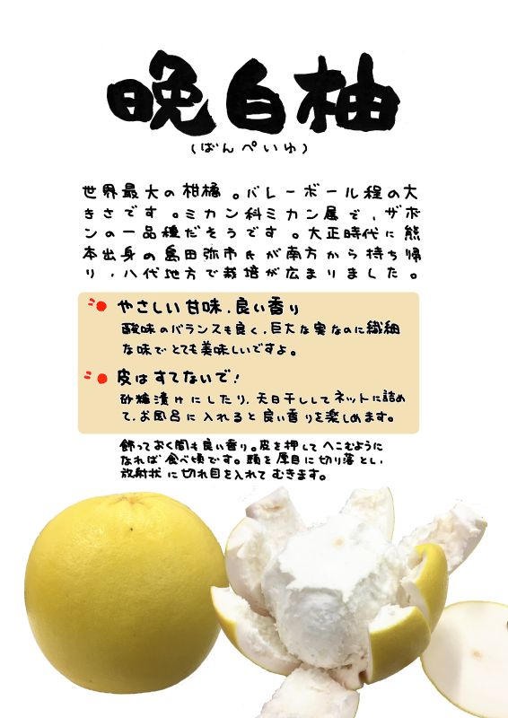 晩白柚　ばんぺいゆ｜心にチクっとささるワードで作る「ちくわPOP（ちくわぽっぷ）」｜農産物直売所やスーパーの青果売り場の活性化に！農に特化したPOPが無料!!