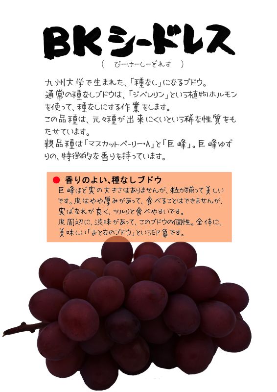 BKシードレス　ぶどう　TX｜心にチクっとささるワードで作る「ちくわPOP（ちくわぽっぷ）」｜農産物直売所やスーパーの青果売り場の活性化に！農に特化したPOPが無料!!