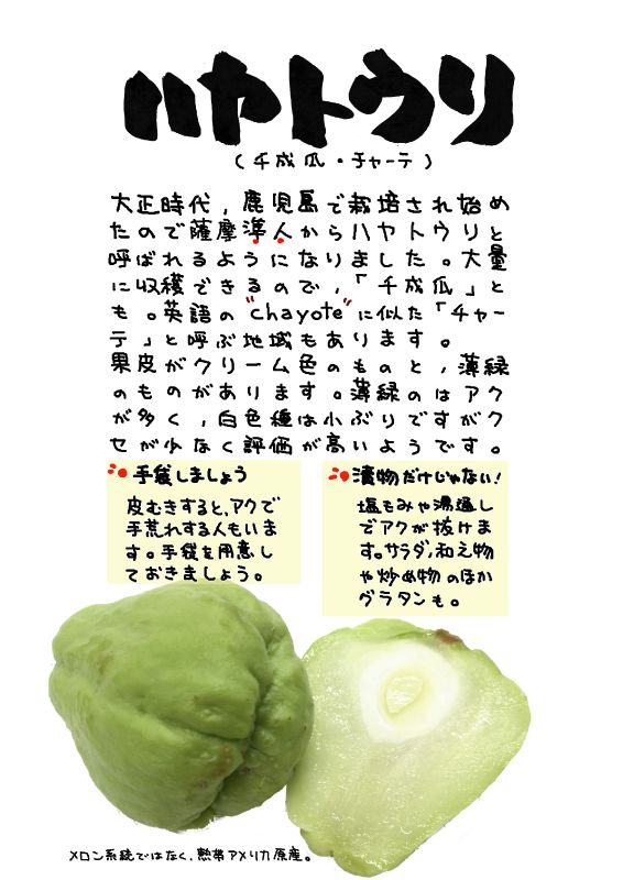 ハヤトウリ　はやとうり　千成瓜  cyayote｜心にチクっとささるワードで作る「ちくわPOP（ちくわぽっぷ）」｜農産物直売所やスーパーの青果売り場の活性化に！農に特化したPOPが無料!!
