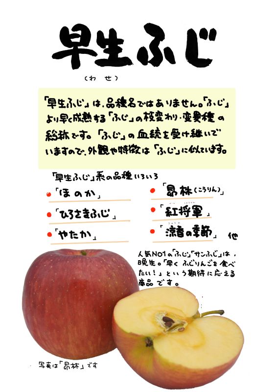 早生ふじ｜心にチクっとささるワードで作る「ちくわPOP（ちくわぽっぷ）」｜農産物直売所やスーパーの青果売り場の活性化に！農に特化したPOPが無料!!