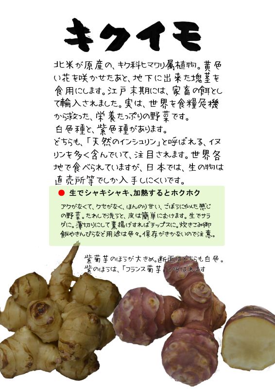 キクイモ　菊芋 TX｜心にチクっとささるワードで作る「ちくわPOP（ちくわぽっぷ）」｜農産物直売所やスーパーの青果売り場の活性化に！農に特化したPOPが無料!!