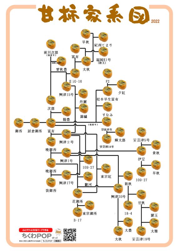 甘柿　家系図｜心にチクっとささるワードで作る「ちくわPOP（ちくわぽっぷ）」｜農産物直売所やスーパーの青果売り場の活性化に！農に特化したPOPが無料!!