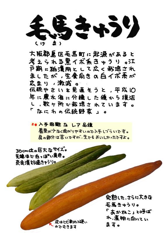 毛馬胡瓜　毛馬きゅうり｜心にチクっとささるワードで作る「ちくわPOP（ちくわぽっぷ）」｜農産物直売所やスーパーの青果売り場の活性化に！農に特化したPOPが無料!!