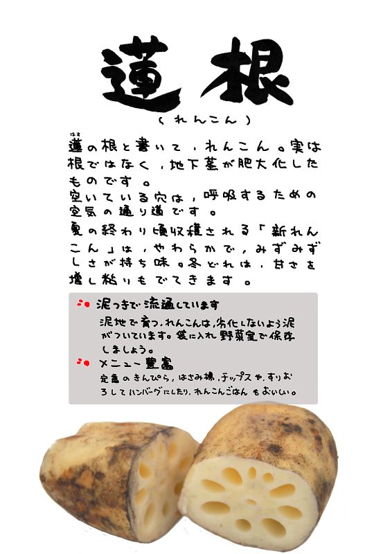 れんこん　蓮根｜心にチクっとささるワードで作る「ちくわPOP（ちくわぽっぷ）」｜農産物直売所やスーパーの青果売り場の活性化に！農に特化したPOPが無料!!