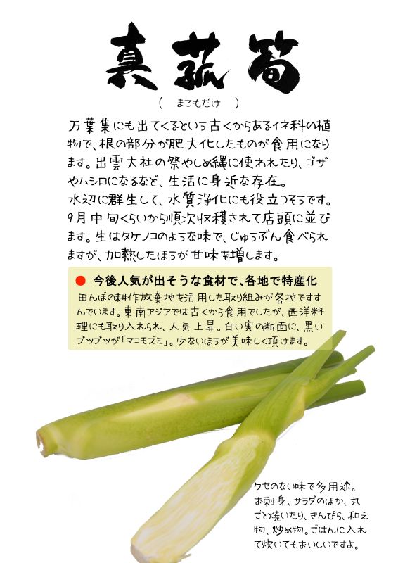 まこもだけ　真菰筍　TX｜心にチクっとささるワードで作る「ちくわPOP（ちくわぽっぷ）」｜農産物直売所やスーパーの青果売り場の活性化に！農に特化したPOPが無料!!