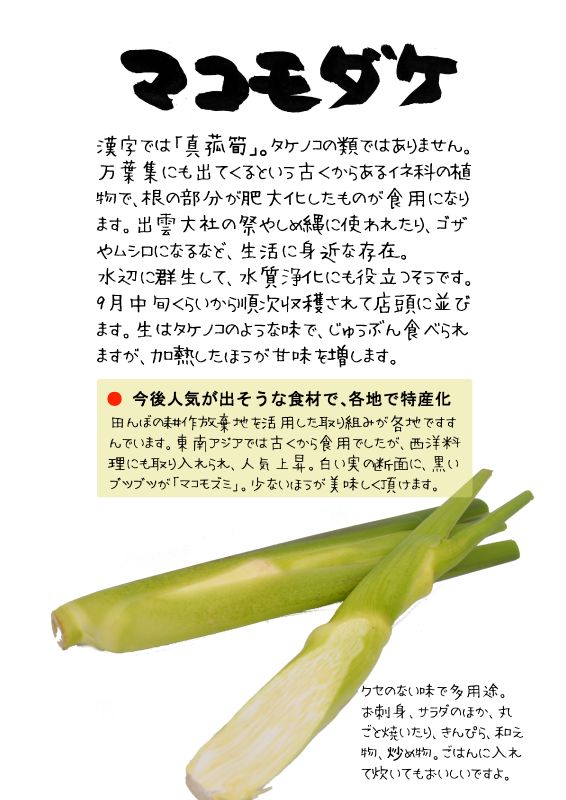 マコモダケ　真菰筍　TX｜心にチクっとささるワードで作る「ちくわPOP（ちくわぽっぷ）」｜農産物直売所やスーパーの青果売り場の活性化に！農に特化したPOPが無料!!