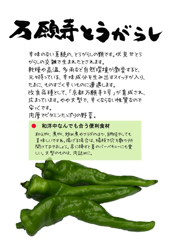 万願寺とうがらし TX｜心にチクっとささるワードで作る「ちくわPOP（ちくわぽっぷ）」｜農産物直売所やスーパーの青果売り場の活性化に！農に特化したPOPが無料!!