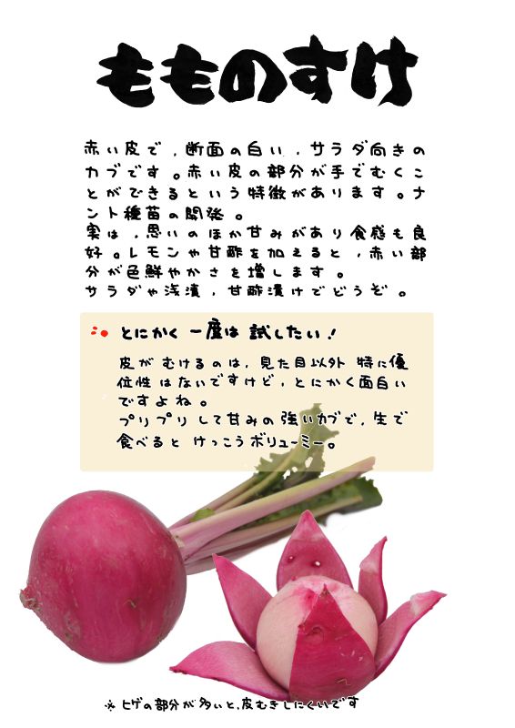 もものすけ2　サラダかぶ｜心にチクっとささるワードで作る「ちくわPOP（ちくわぽっぷ）」｜農産物直売所やスーパーの青果売り場の活性化に！農に特化したPOPが無料!!