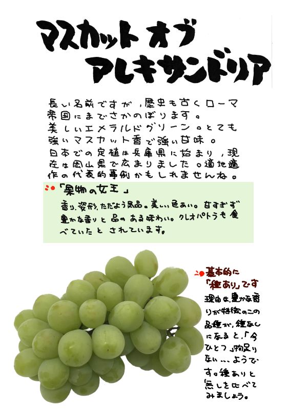 マスカット　オブ　アレキサンドリアMuscat of Alexandria｜心にチクっとささるワードで作る「ちくわPOP（ちくわぽっぷ）」｜農産物直売所やスーパーの青果売り場の活性化に！農に特化したPOPが無料!!