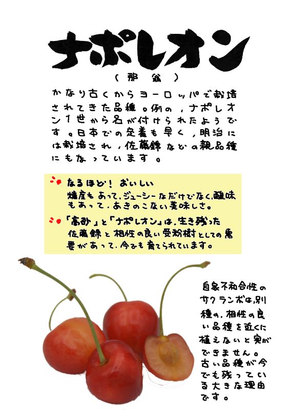 ナポレオン　さくらんぼ　Napoléon Bigarreau｜心にチクっとささるワードで作る「ちくわPOP（ちくわぽっぷ）」｜農産物直売所やスーパーの青果売り場の活性化に！農に特化したPOPが無料!!