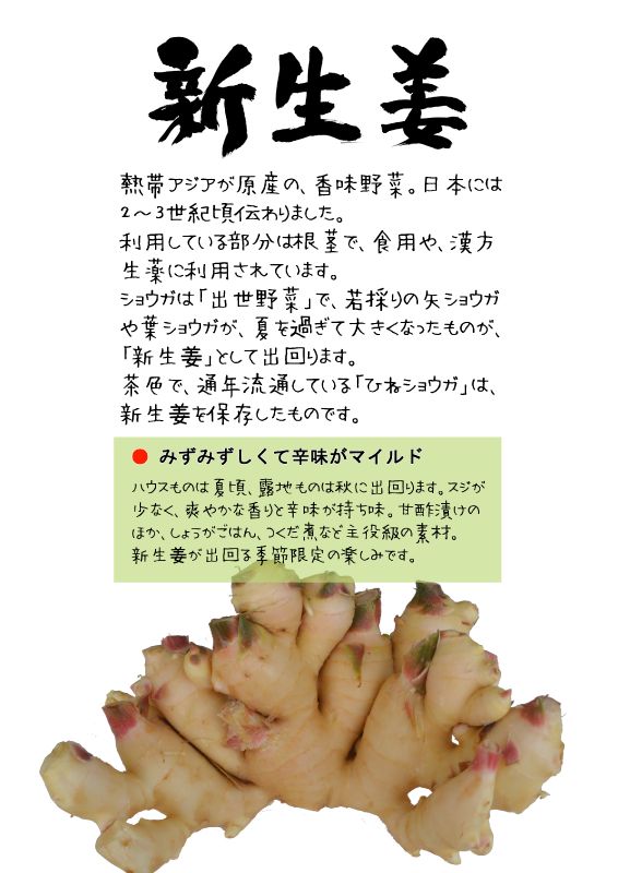 新生姜　新しょうが　TX｜心にチクっとささるワードで作る「ちくわPOP（ちくわぽっぷ）」｜農産物直売所やスーパーの青果売り場の活性化に！農に特化したPOPが無料!!