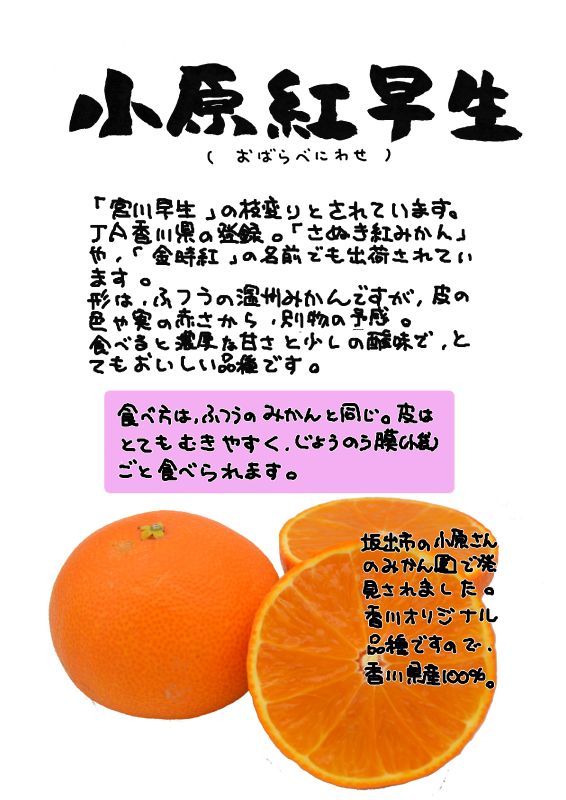 小原紅早生　おばらべにわせ｜心にチクっとささるワードで作る「ちくわPOP（ちくわぽっぷ）」｜農産物直売所やスーパーの青果売り場の活性化に！農に特化したPOPが無料!!