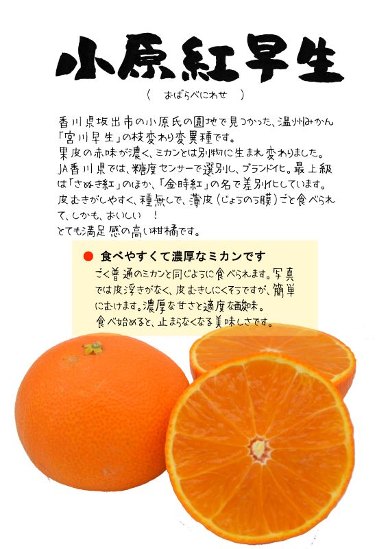 小原紅早生　さぬき紅　金時紅　TX｜心にチクっとささるワードで作る「ちくわPOP（ちくわぽっぷ）」｜農産物直売所やスーパーの青果売り場の活性化に！農に特化したPOPが無料!!