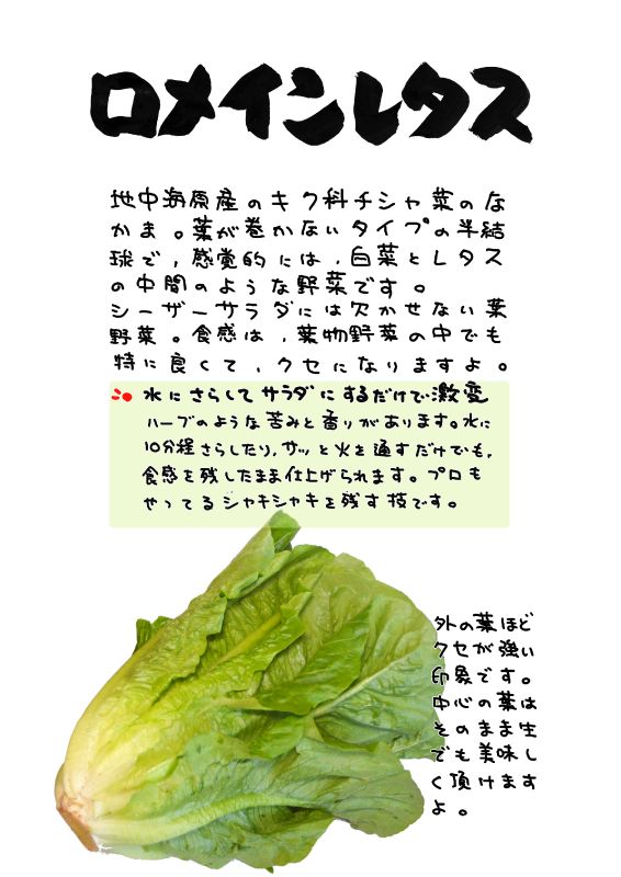 コスレタス　ロメインレタス　ロマリア｜心にチクっとささるワードで作る「ちくわPOP（ちくわぽっぷ）」｜農産物直売所やスーパーの青果売り場の活性化に！農に特化したPOPが無料!!